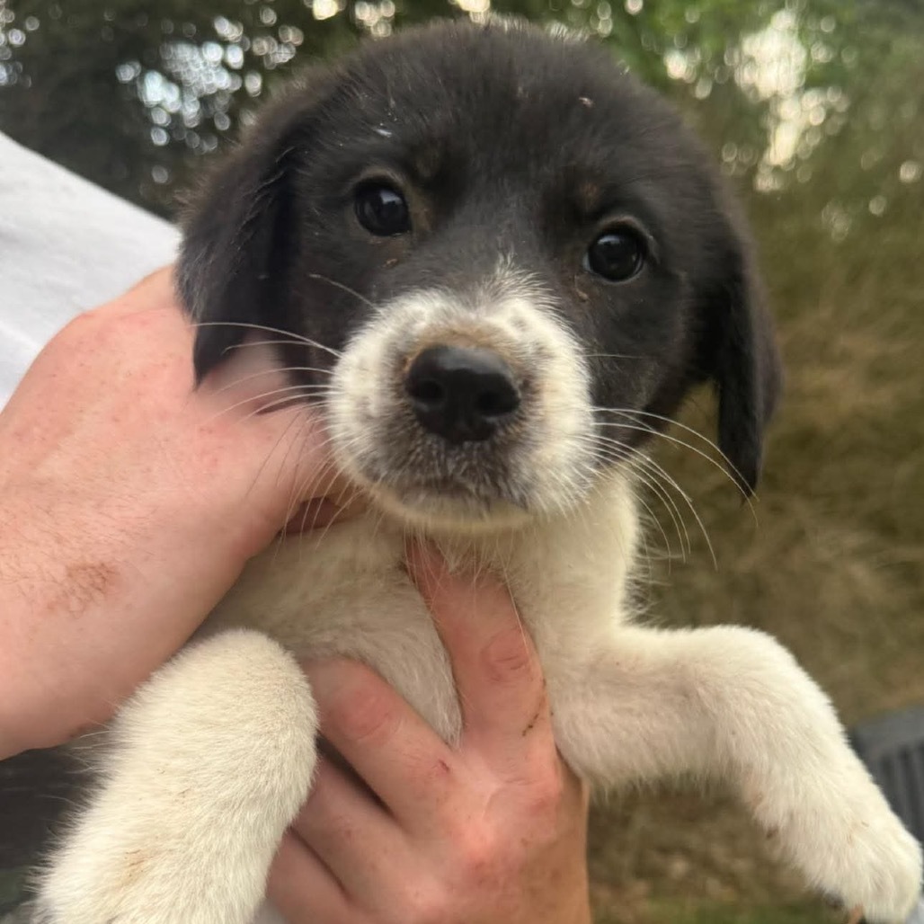 Preston pup 3