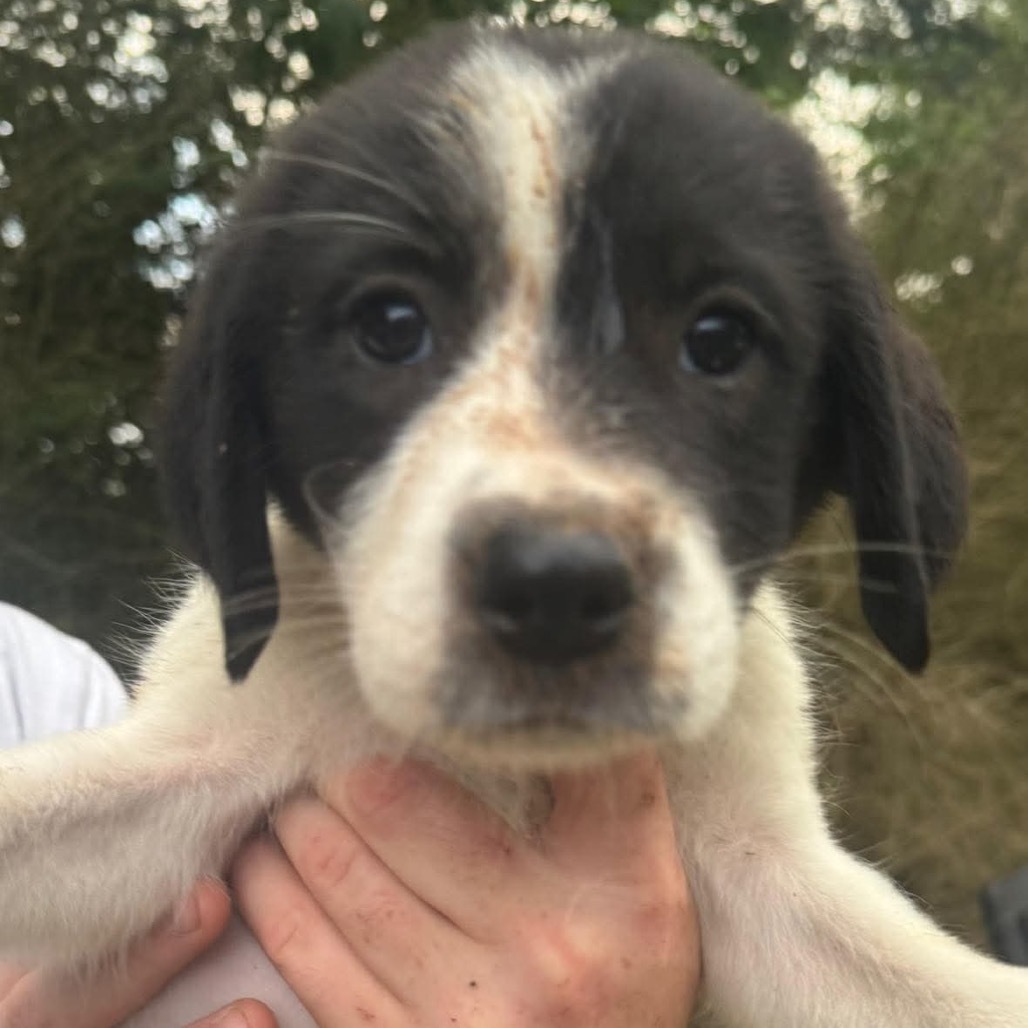 Preston pup 4