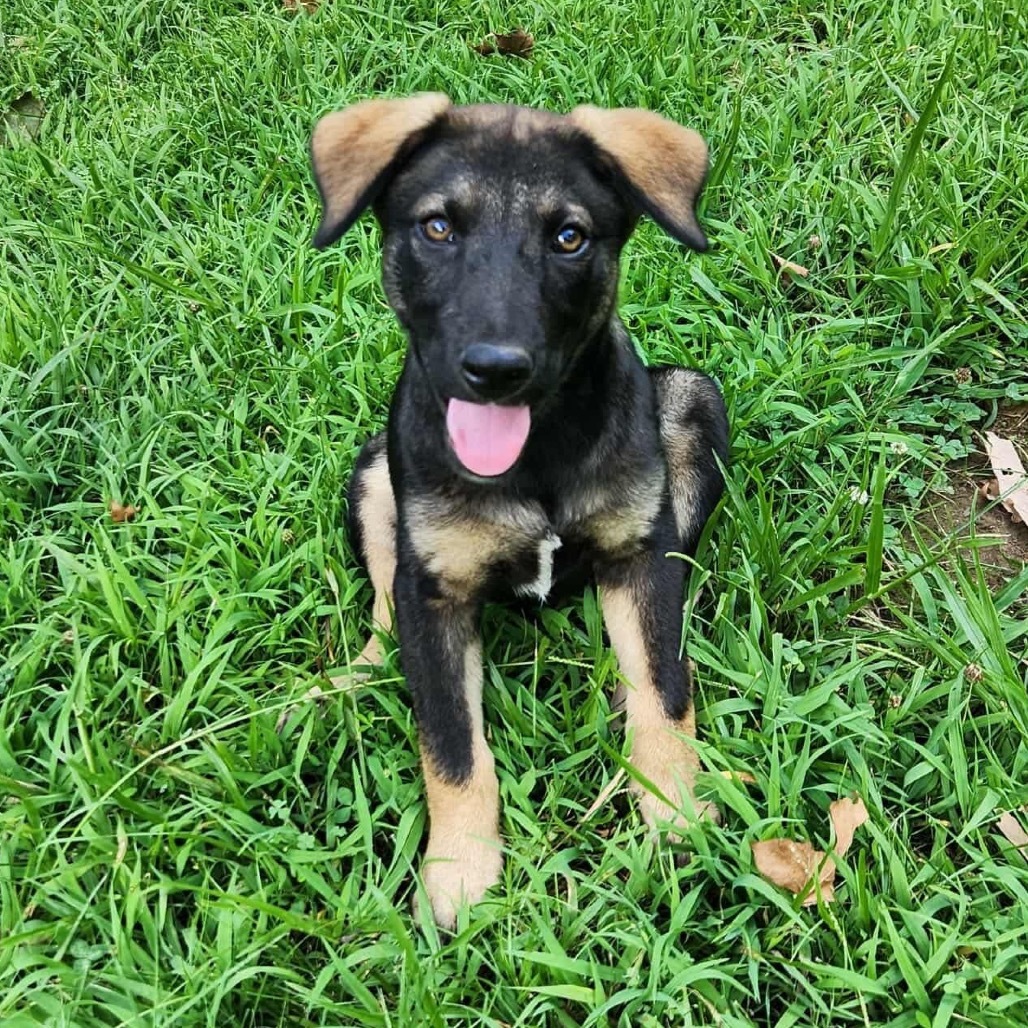 Nutmeg