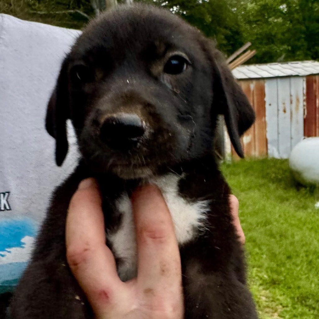 Preston pup 1