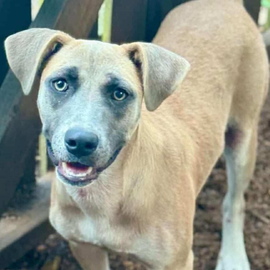 Merica, an adoptable Hound, Terrier in Wadena, MN, 56482 | Photo Image 1