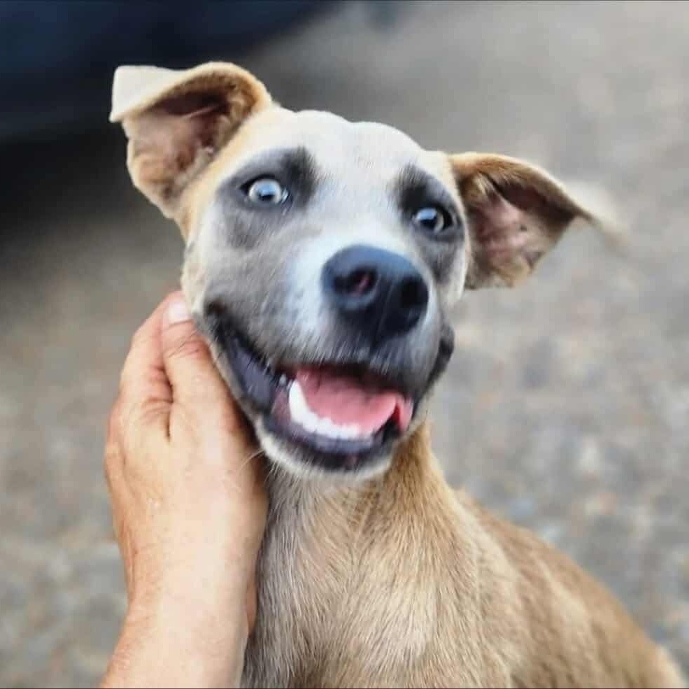 Merica, an adoptable Hound, Terrier in Wadena, MN, 56482 | Photo Image 2