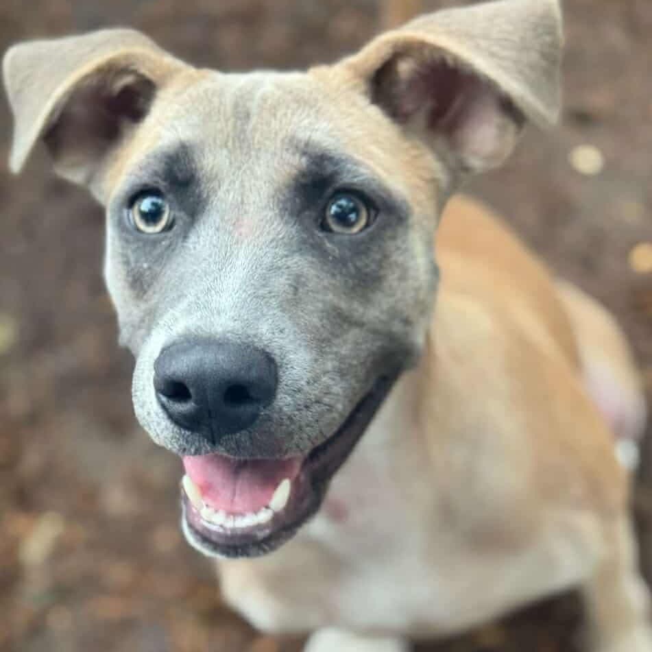 Merica, an adoptable Hound, Terrier in Wadena, MN, 56482 | Photo Image 3