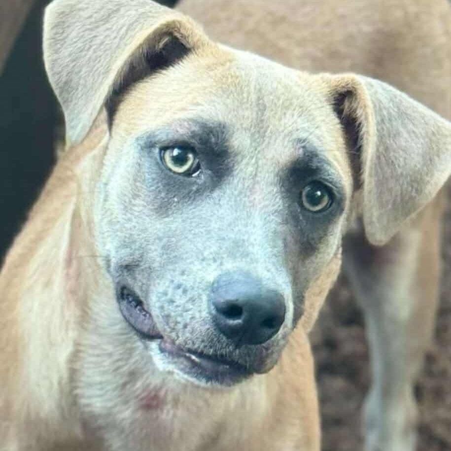Merica, an adoptable Hound, Terrier in Wadena, MN, 56482 | Photo Image 4