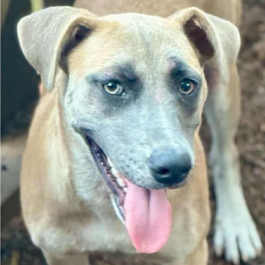 Merica, an adoptable Hound, Terrier in Wadena, MN, 56482 | Photo Image 5