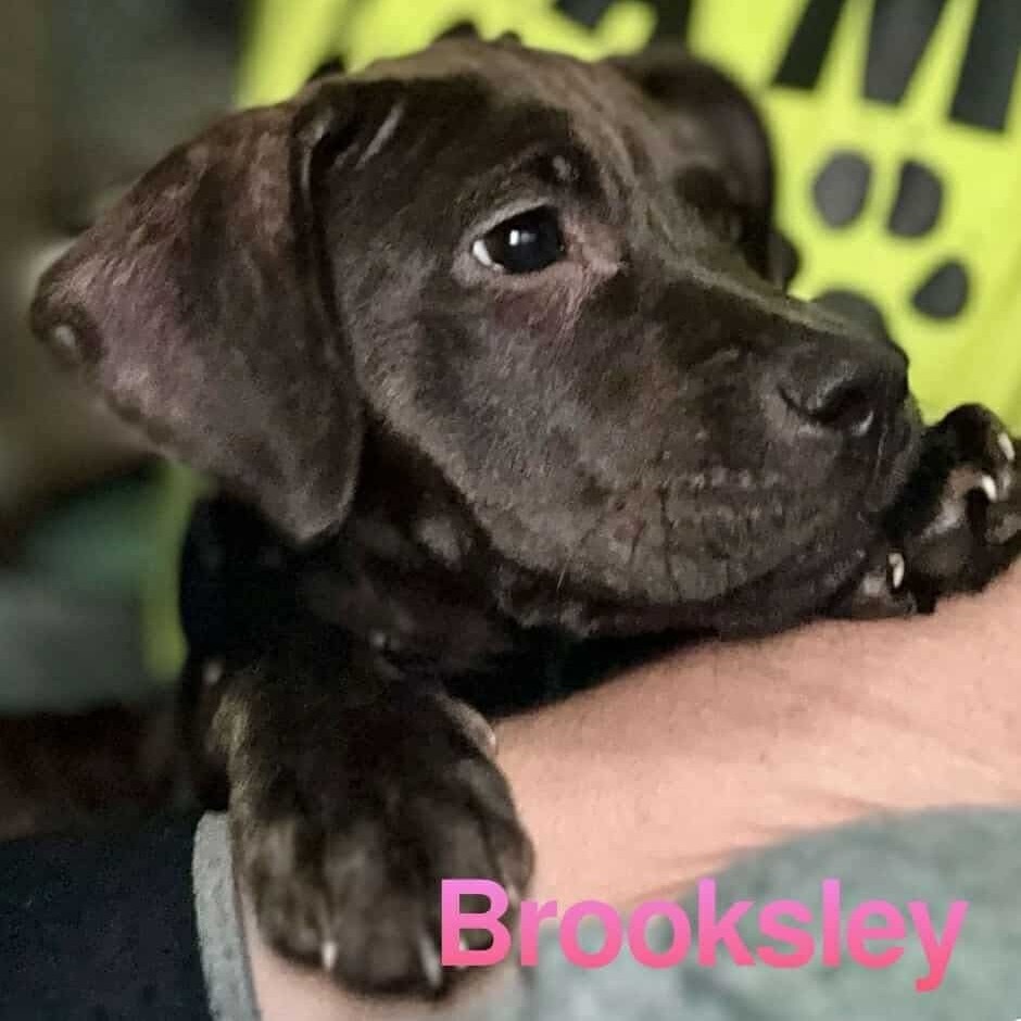 Brooksley