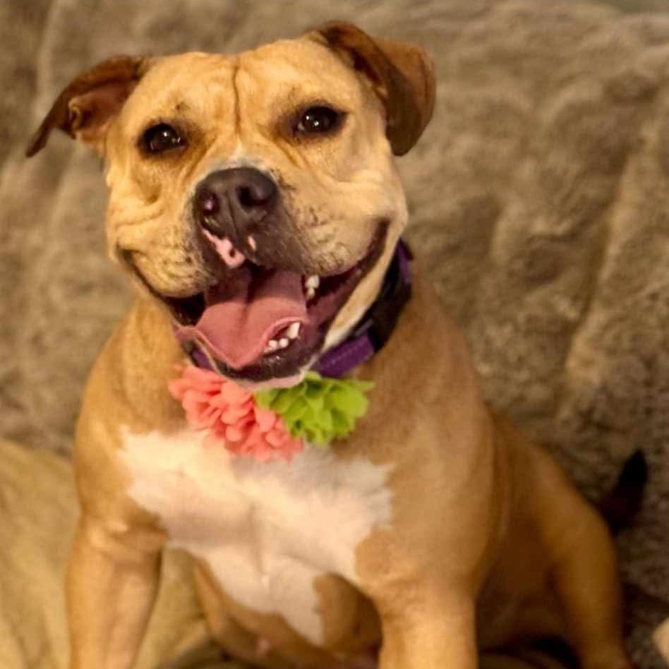 Baby D, an adoptable English Bulldog, Terrier in Wadena, MN, 56482 | Photo Image 1