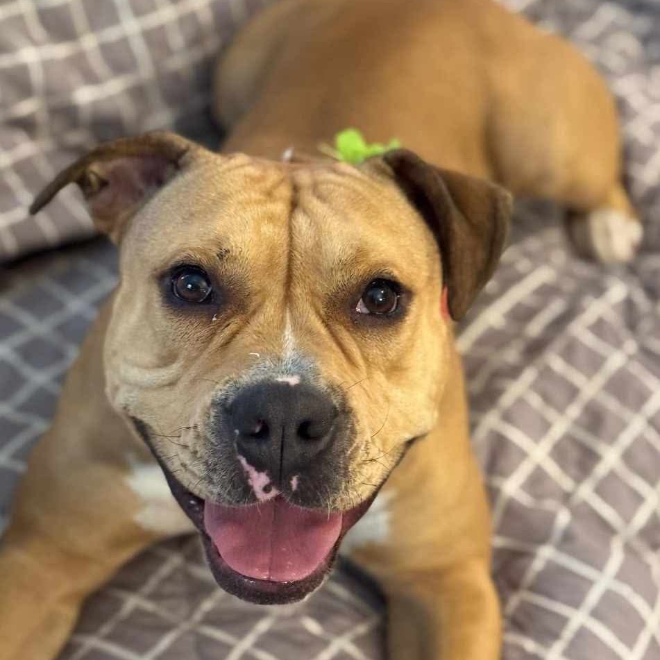 Baby D, an adoptable English Bulldog, Terrier in Wadena, MN, 56482 | Photo Image 2