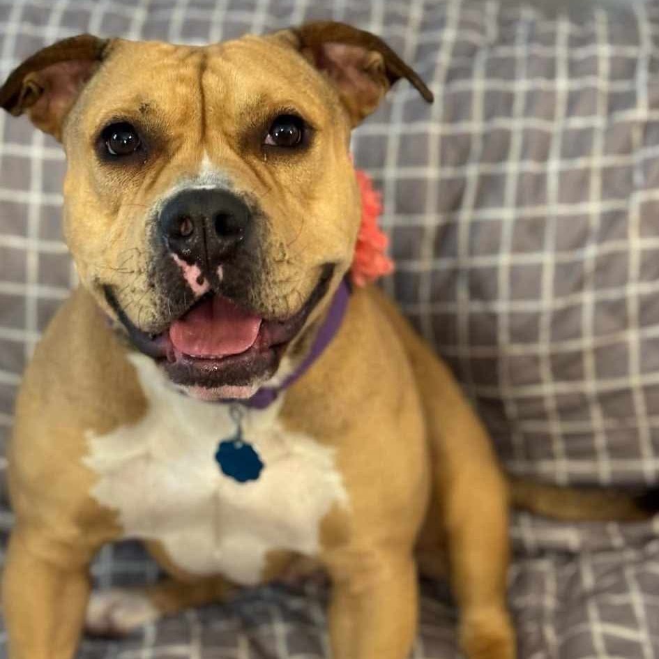 Baby D, an adoptable English Bulldog, Terrier in Wadena, MN, 56482 | Photo Image 3