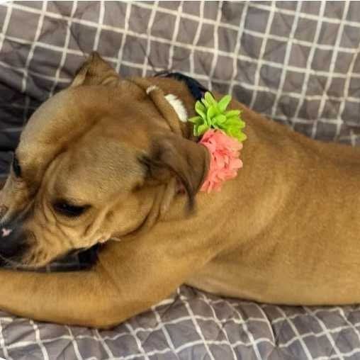 Baby D, an adoptable English Bulldog, Terrier in Wadena, MN, 56482 | Photo Image 4