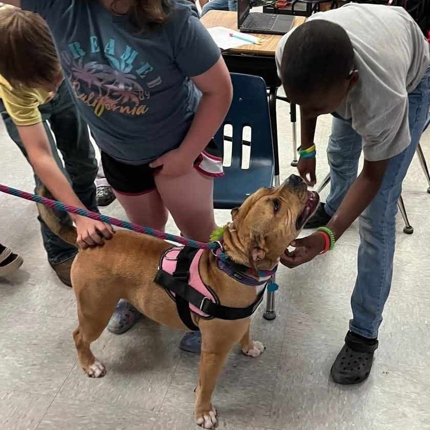 Baby D, an adoptable English Bulldog, Terrier in Wadena, MN, 56482 | Photo Image 5
