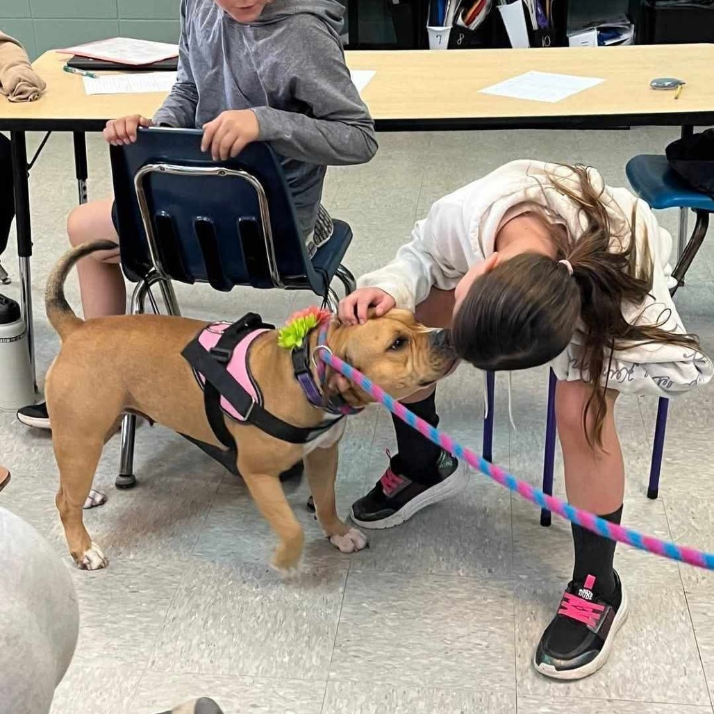 Baby D, an adoptable English Bulldog, Terrier in Wadena, MN, 56482 | Photo Image 6