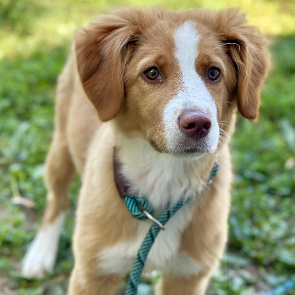 Cinnamon