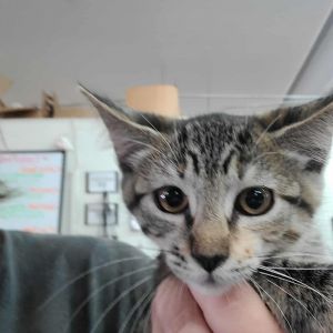 Biscayne, Baby Female unknown