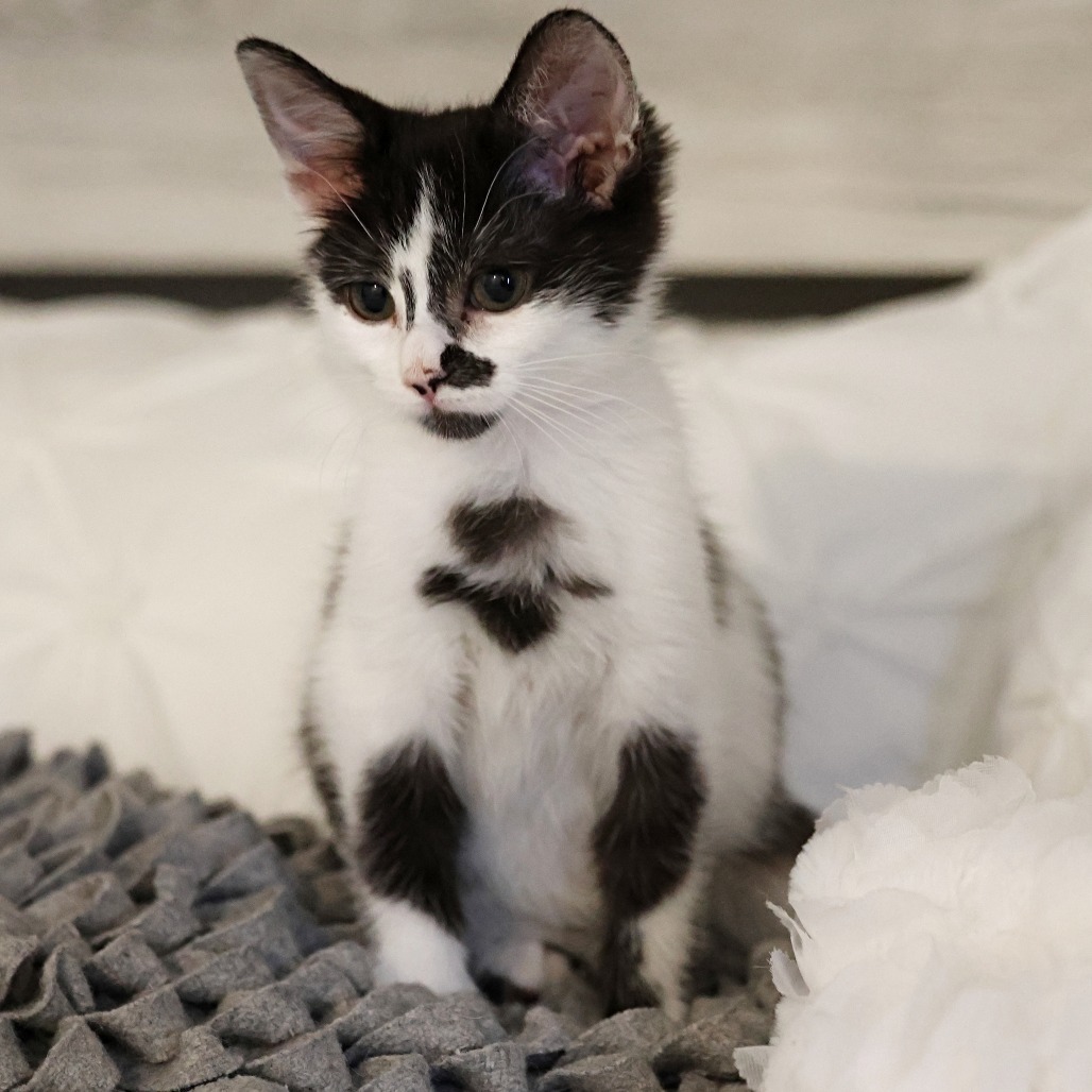 Princess Diana, an adoptable Domestic Long Hair in Calgary, AB, T3C 1W4 | Photo Image 1