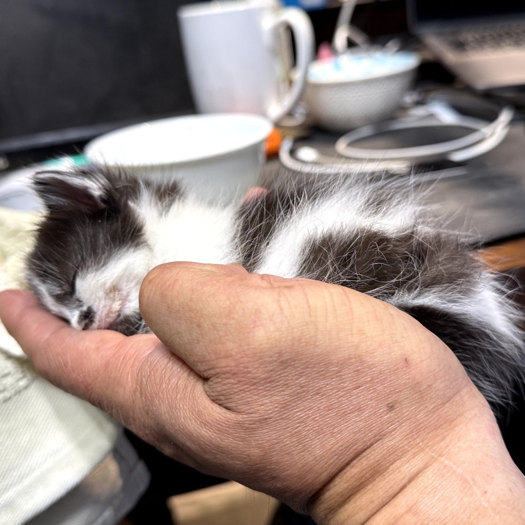 Princess Diana, an adoptable Domestic Long Hair in Calgary, AB, T3C 1W4 | Photo Image 2
