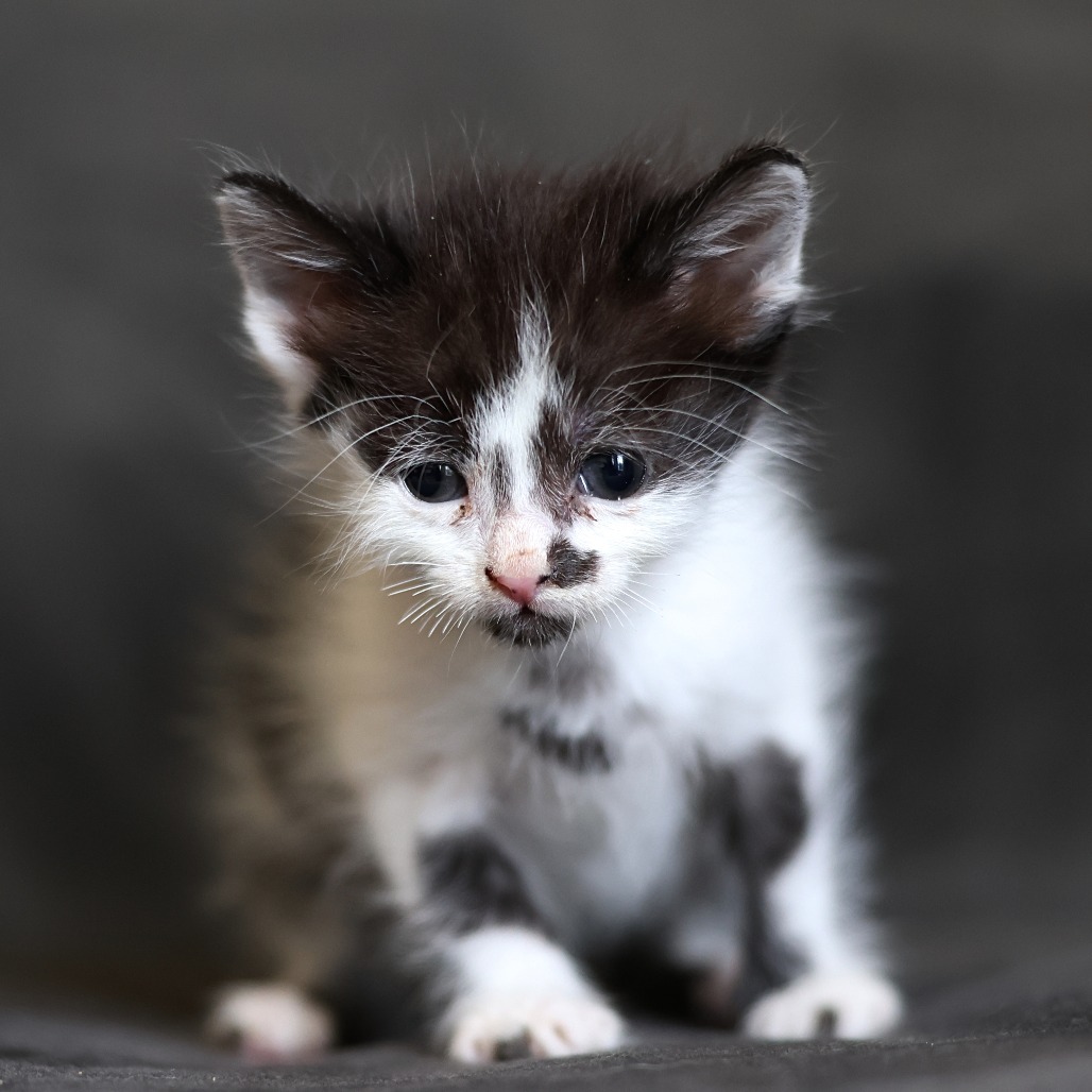 Princess Diana, an adoptable Domestic Long Hair in Calgary, AB, T3C 1W4 | Photo Image 3