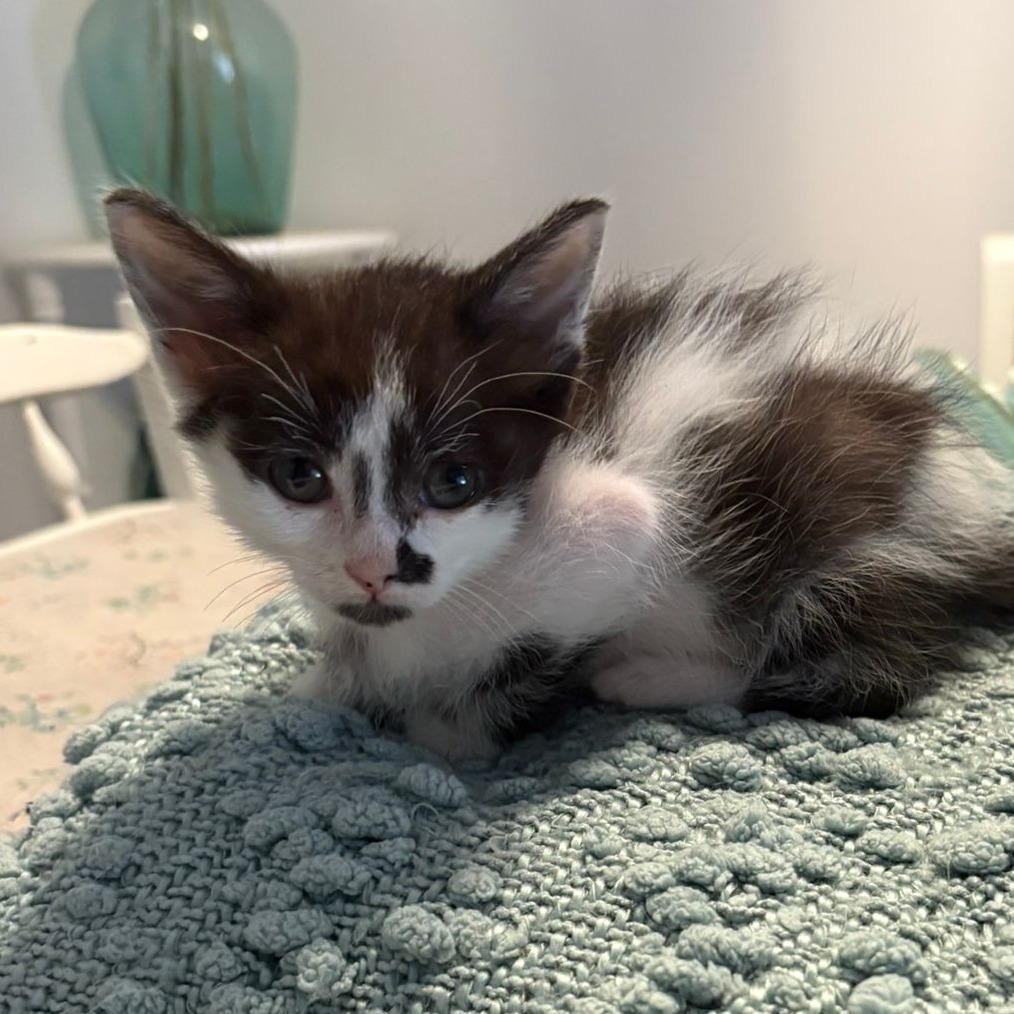 Princess Diana, an adoptable Domestic Long Hair in Calgary, AB, T3C 1W4 | Photo Image 6