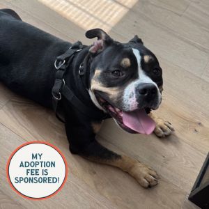 Mace - IN FOSTER, Adult Male unknown