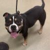 Mace - IN FOSTER photo 2