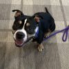 Mace - IN FOSTER photo 3