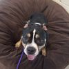 Mace - IN FOSTER photo 4