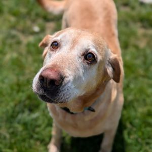 Sandy, Adult Female unknown