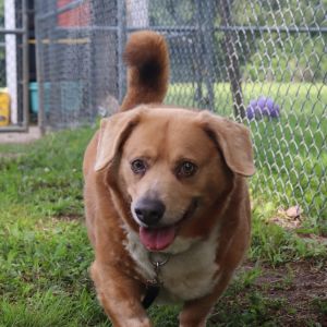 Duke, Senior Male unknown