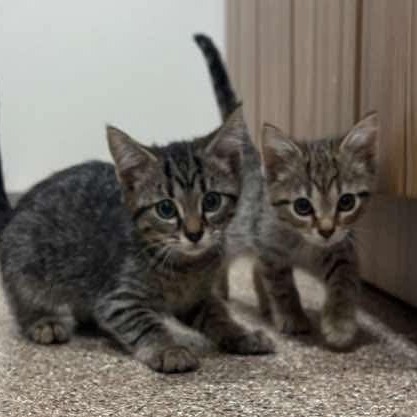 Isabelle's Kittens - Bella (fka Little Sister)