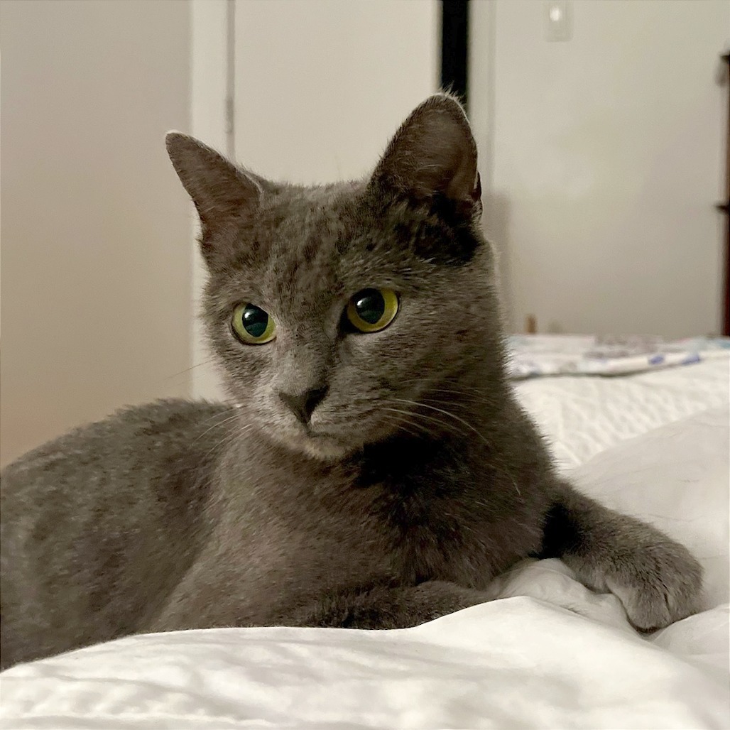 Polly