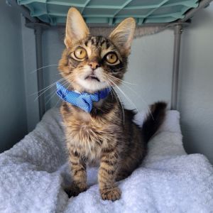 Strudel, Young Male unknown