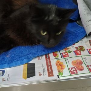Luna, Adult Female unknown