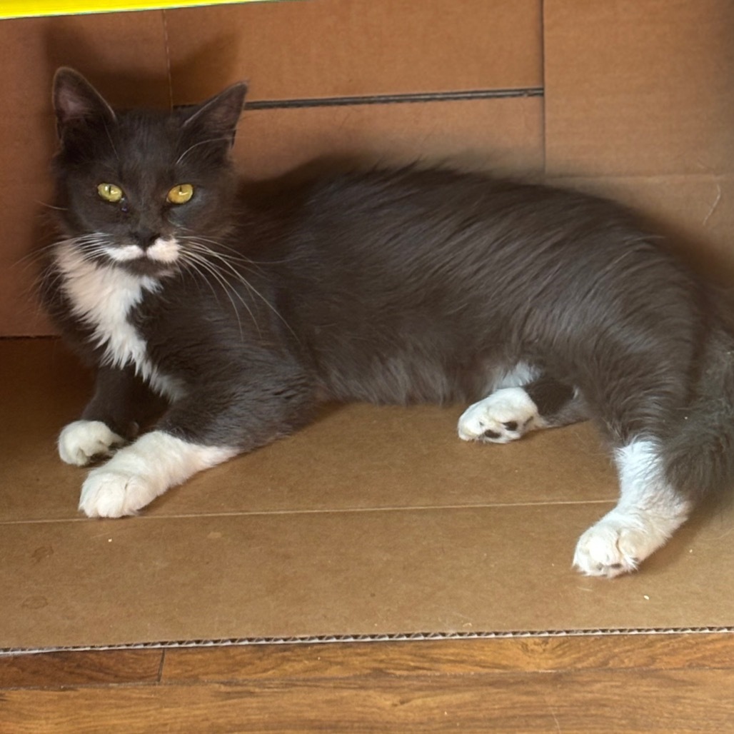 Mustache, an adoptable Domestic Medium Hair in Nampa, ID, 83686 | Photo Image 1