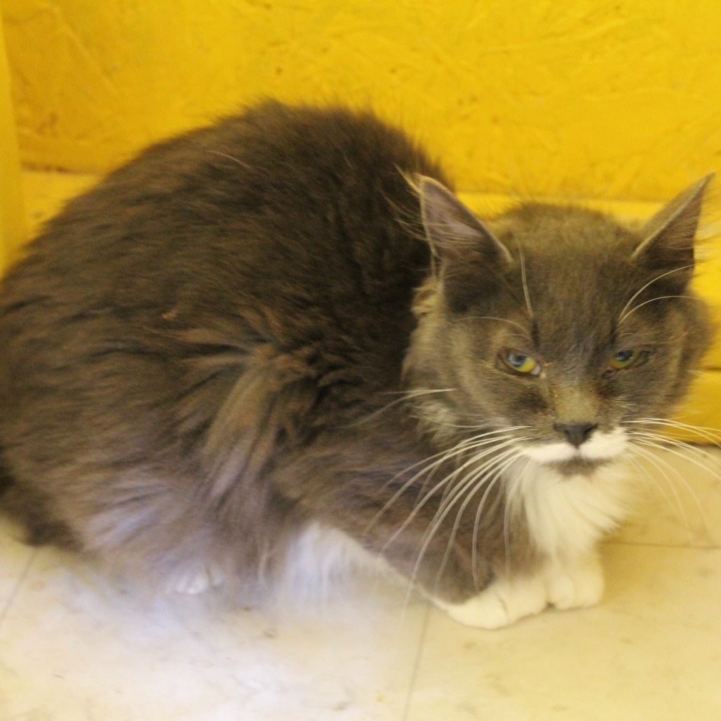 Mustache, an adoptable Domestic Medium Hair in Nampa, ID, 83686 | Photo Image 2