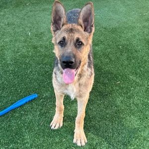 Meet Gnocchi Goofy happy and full of curiosity Gnocchi is all puppy-with extra-large paws and an
