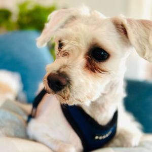 Jude is a gentle affectionate and cuddly 12-pound-sweetie Hes a Velcro dog who loves to follow 
