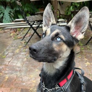 Meet Titania- a total cuddlebug with just the right mix of play and chill Shes only been with her 