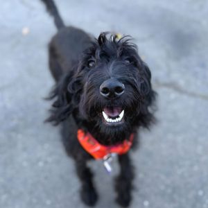 Star is a 45-pound girl with a big heart and an even bigger personality Shes sweet gentle playfu