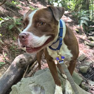 Reverie Revi for short is our tender gentle easygoing dream He is friendly to people and dogs 