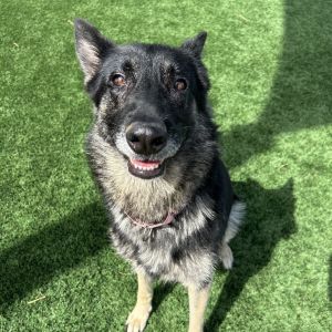 Notes from previous shelter Temple is a sweet playful 3-year-old German Shepherd who is currently 