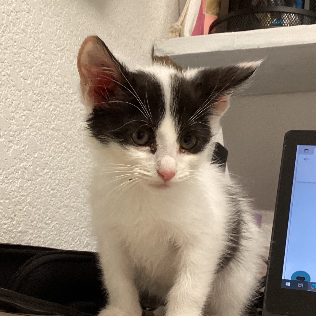 ziggy, an adoptable American Shorthair in Mount Shasta, CA, 96067 | Photo Image 1