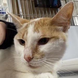 Selena Domestic Short Hair Cat