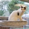 Buttercup photo 2