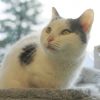 Buttercup photo 3