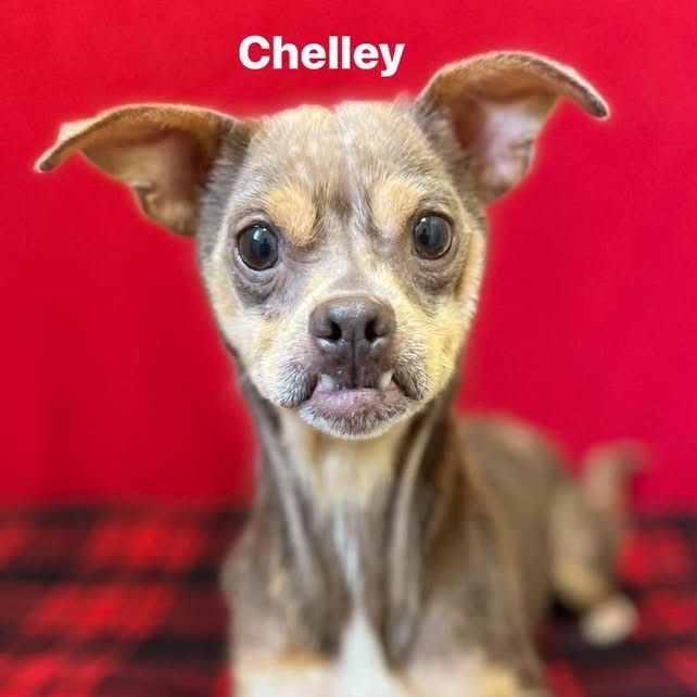 Chelley
