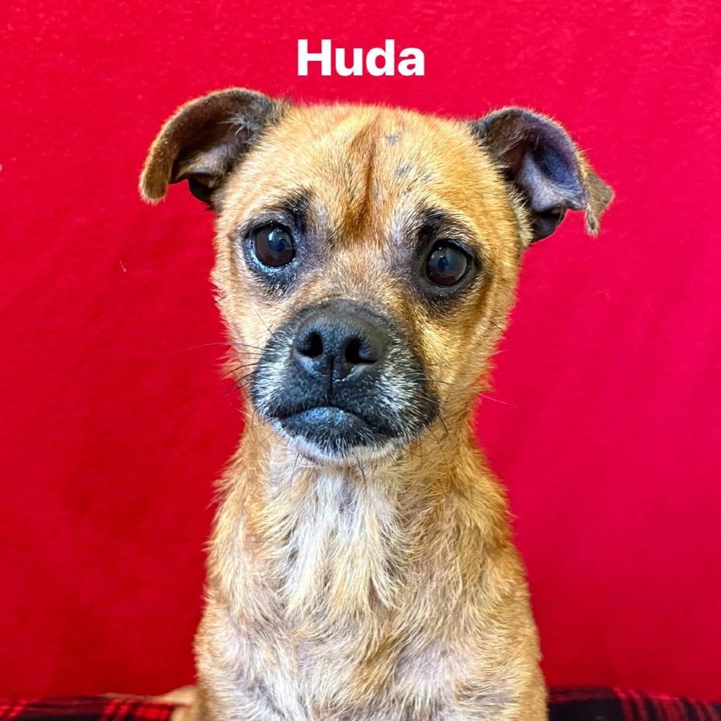Huda