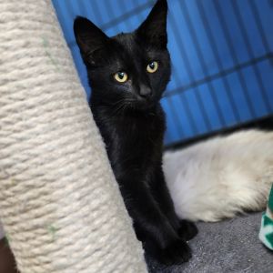 Morrigan(C000-383)- Chino Hills Location