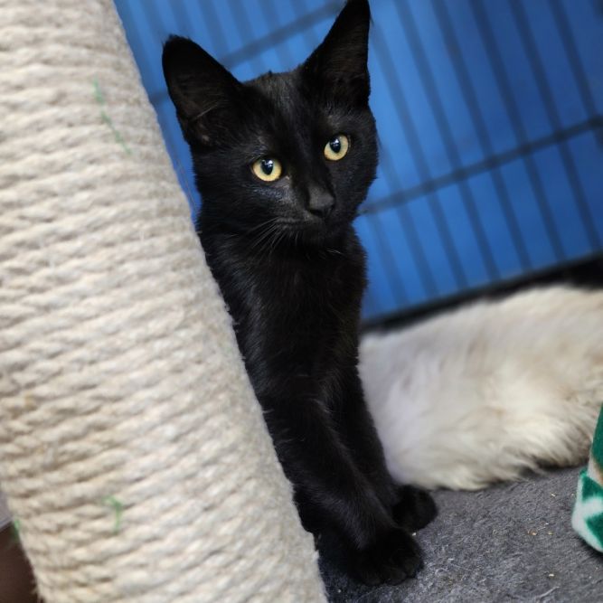 Morrigan(C000-383)- Chino Hills Location