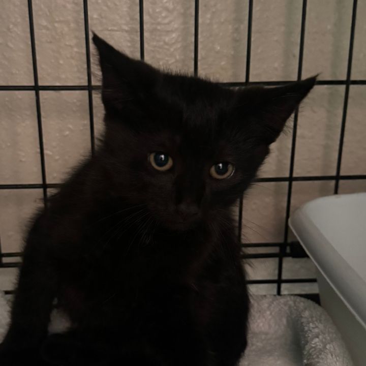 Morrigan(C000-383)- Chino Hills Location 2
