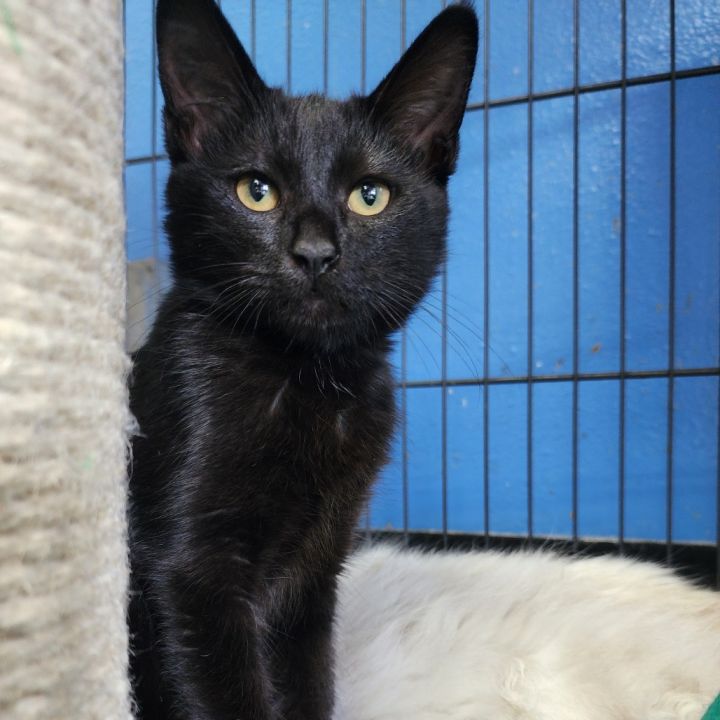 Morrigan(C000-383)- Chino Hills Location 3